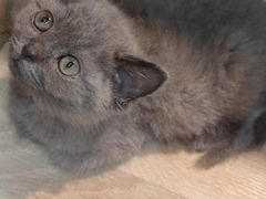 -BABIT巴比特宠物(MOMOPARK店)