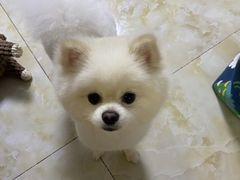 -哈尼爱宠·宠物生活会馆