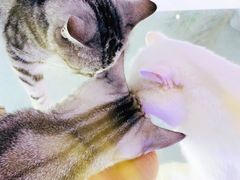 -极木²邸 人与宠物·互动社区