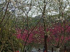 -重庆彩云湖湿地公园