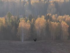 -喀纳斯禾木山庄