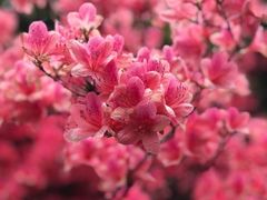 -南汇桃花村