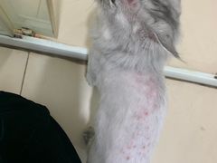 -美联众合动物医院·24h转诊中心