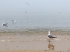 -海驴岛(荣成市)