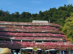 -深圳仙湖植物园