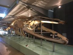 -墨尔本博物馆(Melbourne Museum)