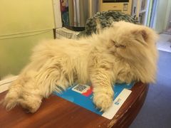 -猫色咖啡·猫咖