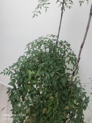 -HEYAN荷妍专业脱毛连锁机构