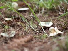 -山人野生菌餐厅