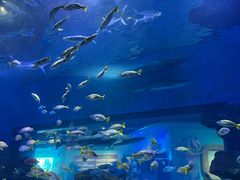 -海合安武汉极地海洋公园