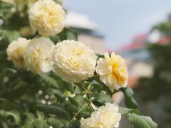 -边渡咖啡烘焙店(昙华林店)