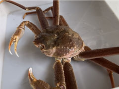 -蟹后Crabber(水悦城店)