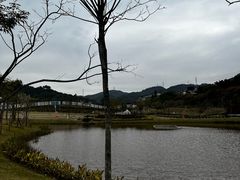 -银湖山郊野公园-相思林