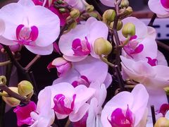 -花鸟鱼虫鲜花绿植市场(玉泉路店)