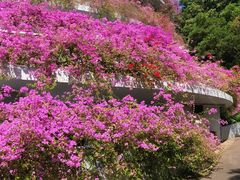 -深圳仙湖植物园