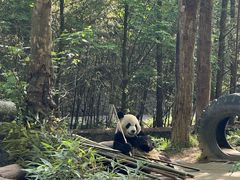 -都江堰中华大熊猫苑
