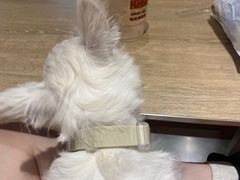 -The Habit Burger Grill 哈比特汉堡(爱琴海店)
