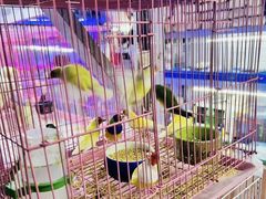 -花鸟鱼虫鲜花绿植市场(玉泉路店)