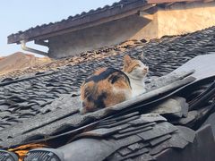 -磁器口古镇