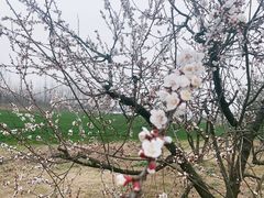 -汉长安城未央宫国家考古遗址公园