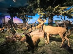 -国家自然博物馆