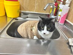 -瑞派名望24h动物医院异宠专科·猫专科·骨科·重症监护分院