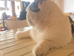 -Cappucimeow猫咪咖啡馆(韦伯时代店)