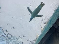 -珠海长隆海洋王国