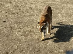 -沈阳森林动物园