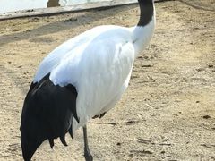 -盐城丹顶鹤湿地生态旅游区
