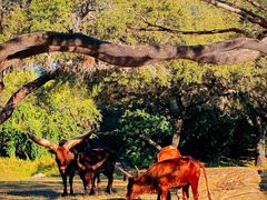 -奥兰多迪士尼动物王国乐园