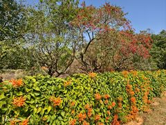 -东莞植物园