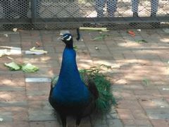 -长白岛森林公园