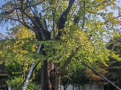 -上海佘山国家森林公园天马山园