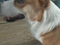 -心仪动物医院·牙专科·肿瘤·心脏科(西客站院)