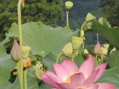-余姚四明湖开元名都度假酒店·夏威夷西餐厅