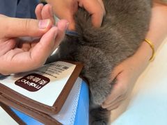 -御宝贝·A梦猫科宠物医院(国际猫友好医院)