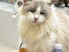 -共舞时光猫咖·狗咖(新街口店)