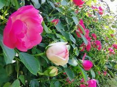 -玄武湖景区-情侣园游乐场