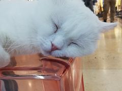 -糯米喵星人·撸猫猫舍咖啡馆(西市场嘉华店)