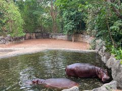 -清迈夜间动物园