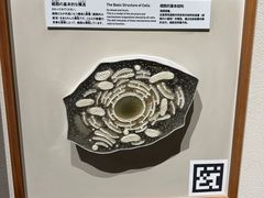 -日本科学未来馆