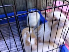 -双季花艺园艺市场(浦东店)