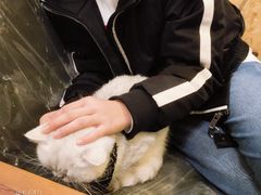 -猫色咖啡·猫咖