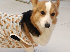 -怪兽屋·羊驼·猫咖·狗咖(俊华广场店)