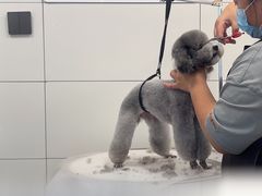 -帕帕拉兹宠物(亚洲旗舰店)