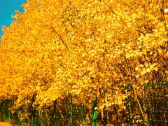 -塞罕坝国家级自然保护区