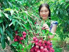 -从化深英荔枝黄皮龙眼采摘园