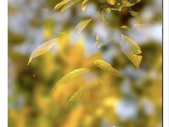 -三圣花乡旅游区