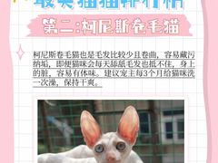 -美联众合动物医院·24h转诊中心